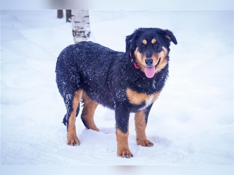Miranda (7m) sucht ein Zuhause