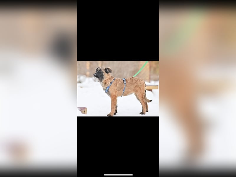 Asima (5m) sucht ein neues Zuhause