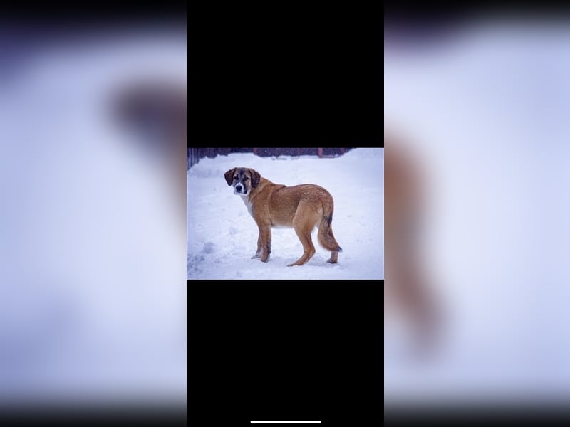 Mira sucht ein Zuhause (6 Monate)