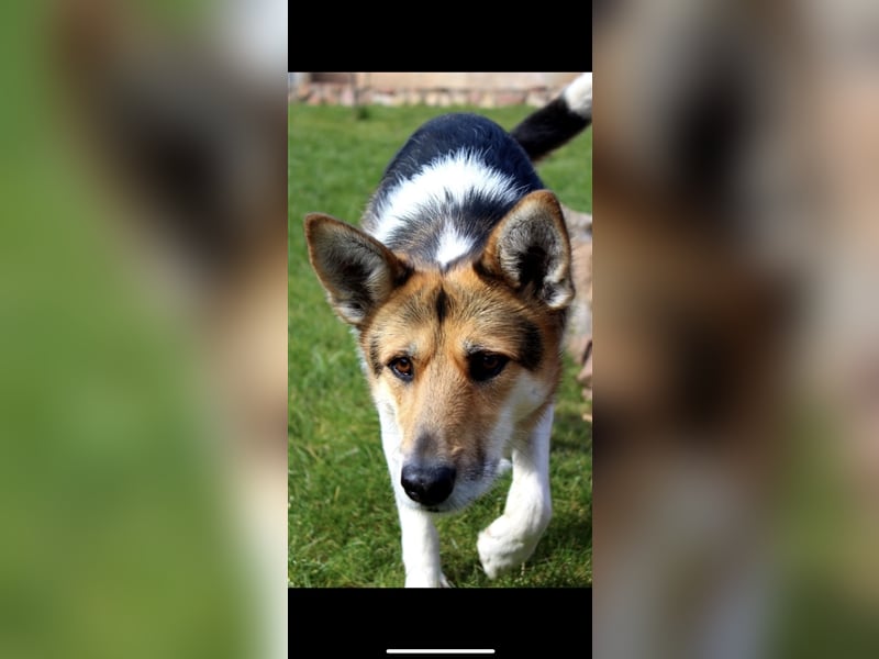 Lou (3j) sucht ein Zuhause
