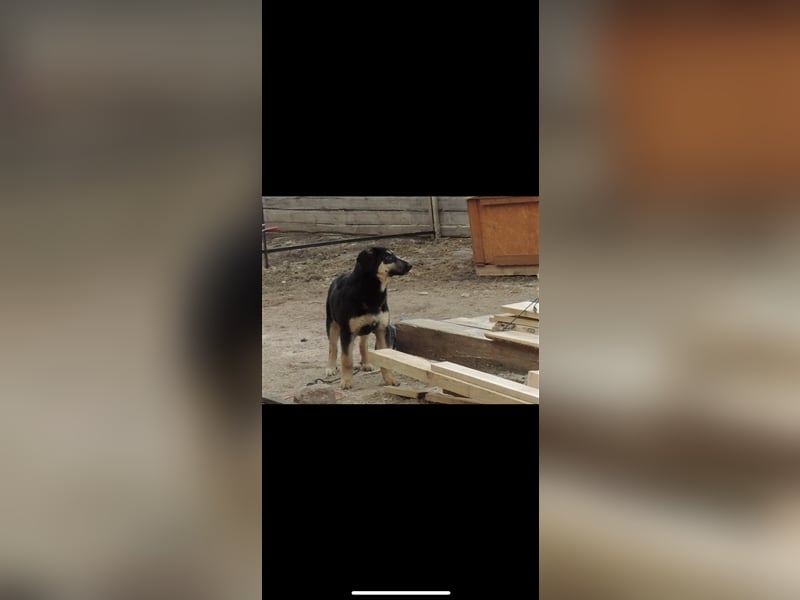 Dasha (5m) sucht ein neues Zuhause