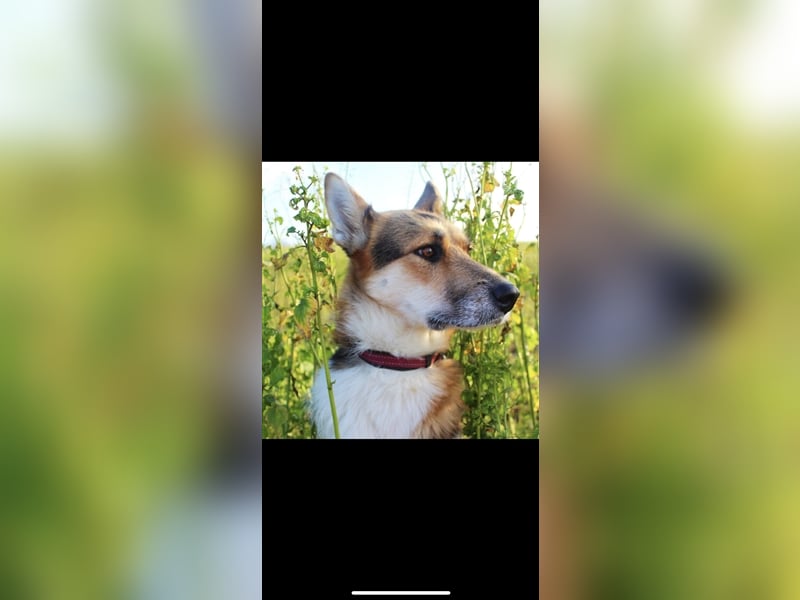 Lou (3j) sucht ein Zuhause