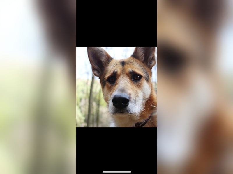 Lou (3j) sucht ein Zuhause