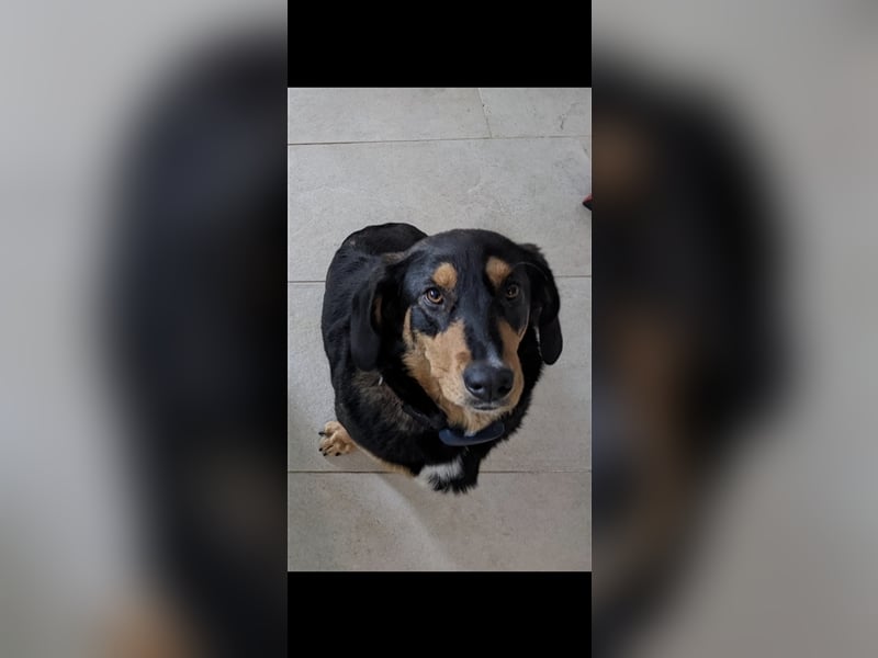 Tilde (4j) sucht ein Zuhause