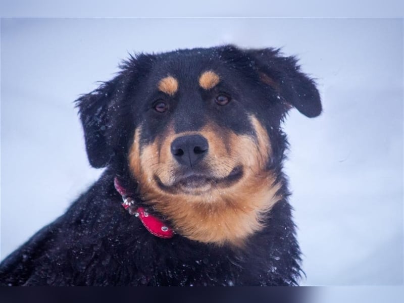 Miranda (7m) sucht ein Zuhause