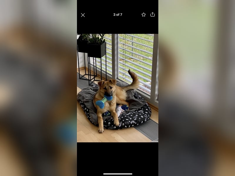 Curly (7,5m) sucht ein Zuhause