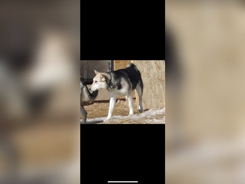 Lessy (1J) sucht ein Zuhause