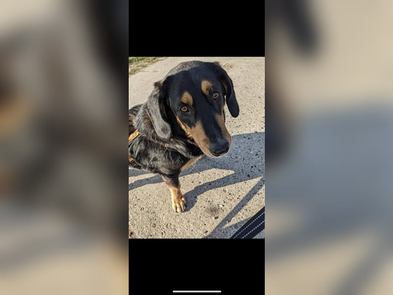Tilde (4j) sucht ein Zuhause