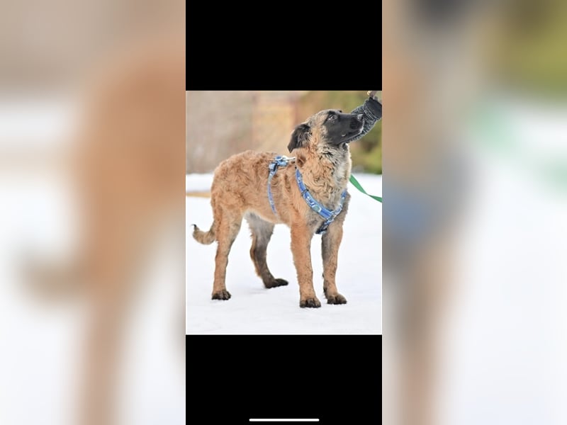 Asima (5m) sucht ein neues Zuhause