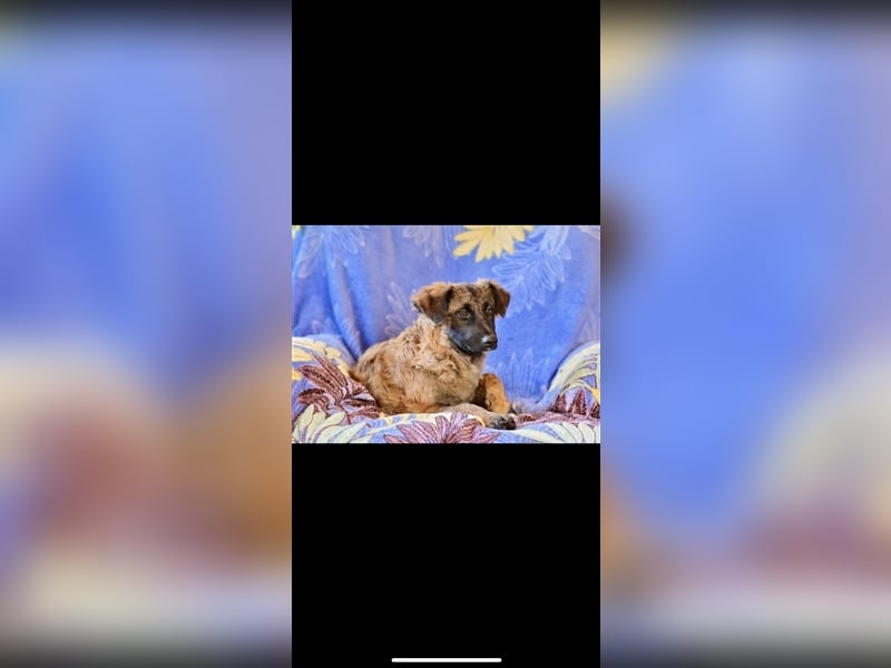 Asima (5m) sucht ein neues Zuhause