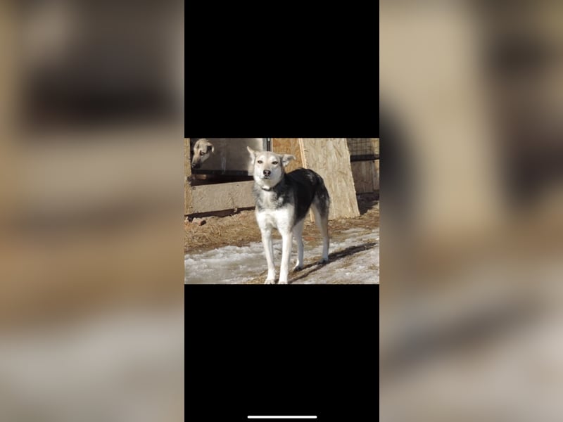 Lessy (1J) sucht ein Zuhause