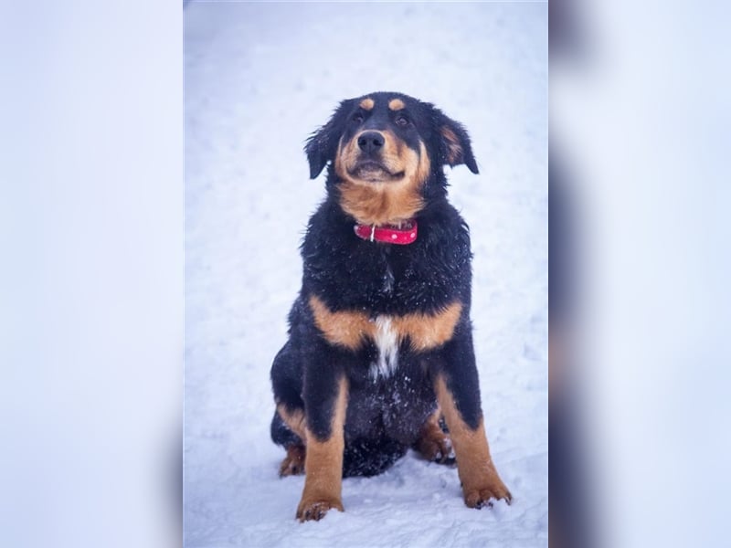 Miranda (7m) sucht ein Zuhause