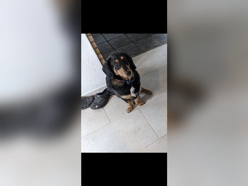 Tilde (4j) sucht ein Zuhause