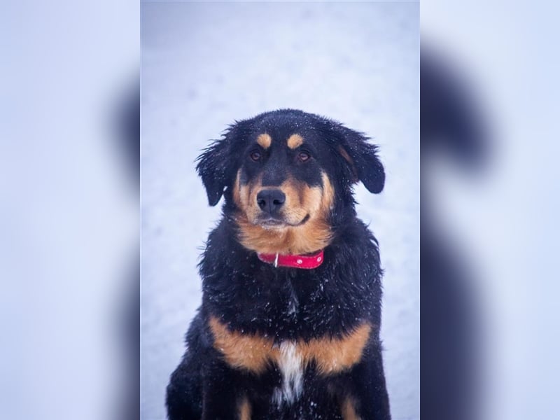 Miranda (7m) sucht ein Zuhause