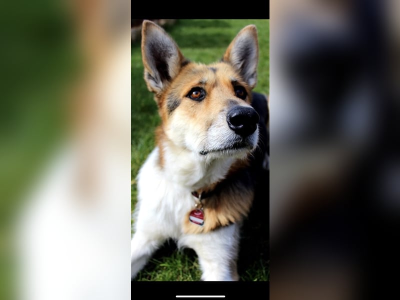 Lou (3j) sucht ein Zuhause