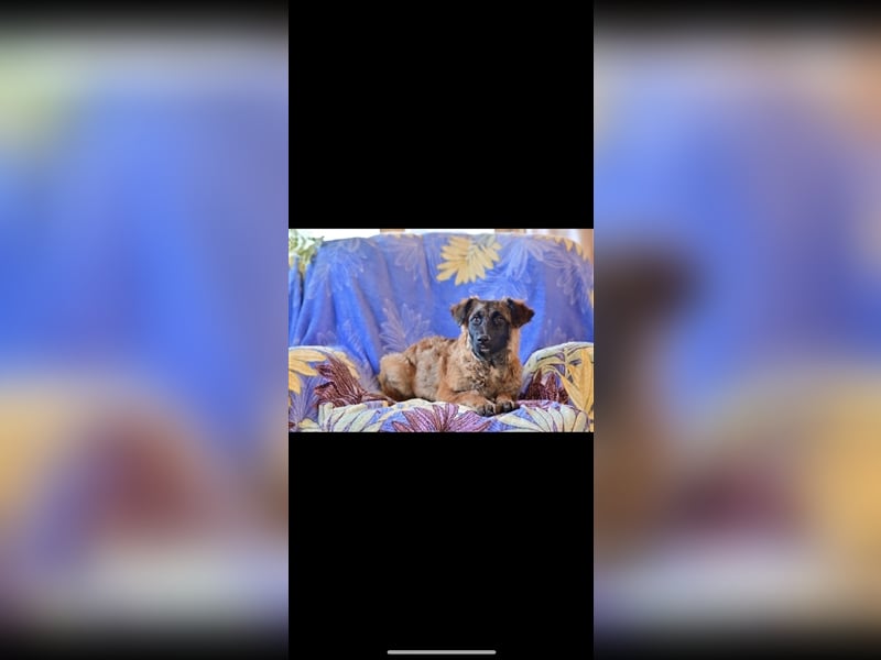 Asima (5m) sucht ein neues Zuhause