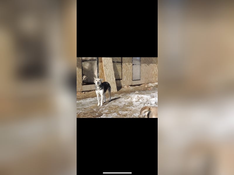 Lessy (1J) sucht ein Zuhause
