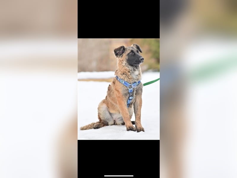 Asima (5m) sucht ein neues Zuhause