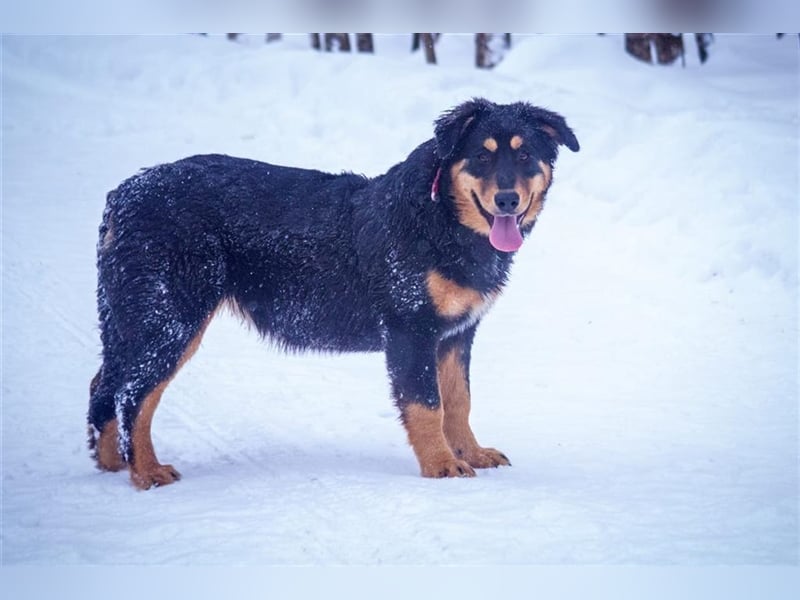 Miranda (7m) sucht ein Zuhause