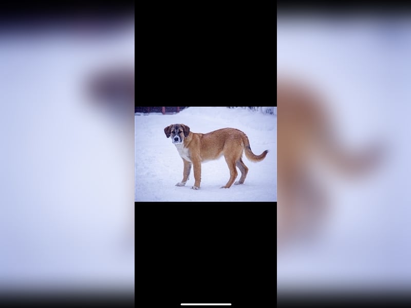 Mira sucht ein Zuhause (6 Monate)