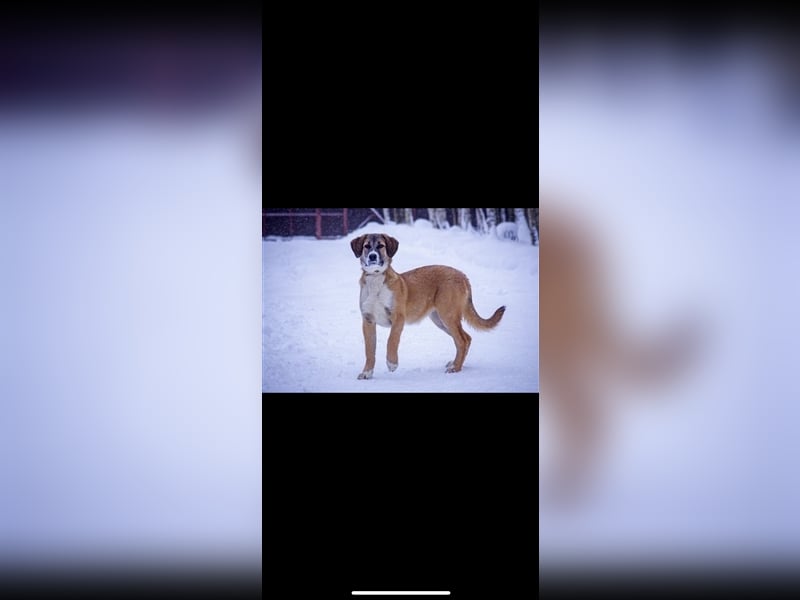 Mira sucht ein Zuhause (6 Monate)