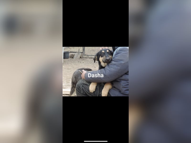 Dasha (5m) sucht ein neues Zuhause