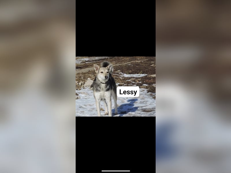 Lessy (1J) sucht ein Zuhause