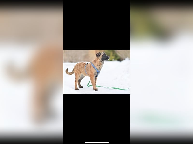 Asima (5m) sucht ein neues Zuhause
