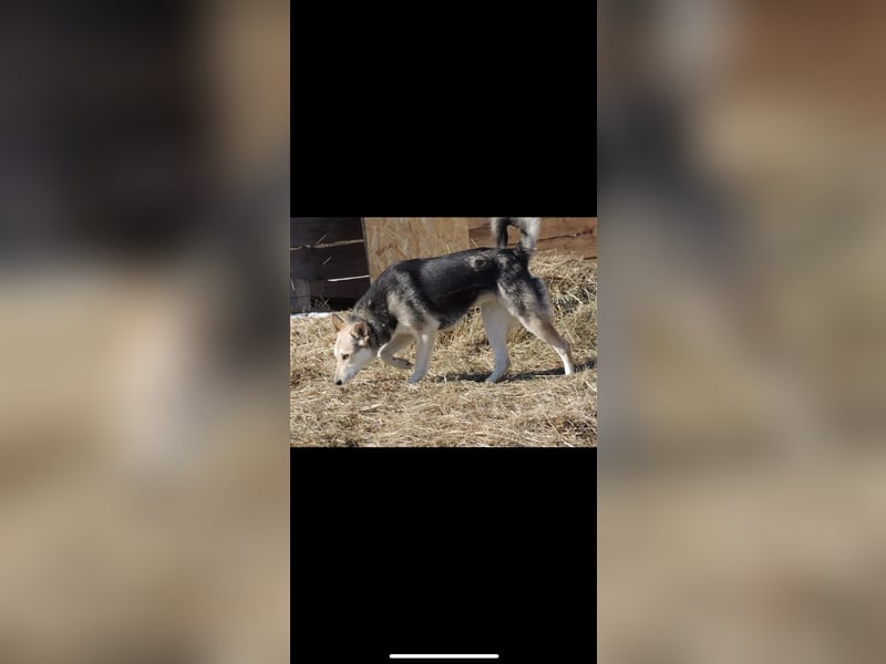 Lessy (1J) sucht ein Zuhause