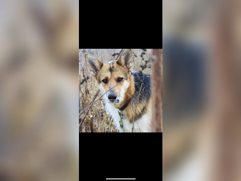 Lou (3j) sucht ein Zuhause
