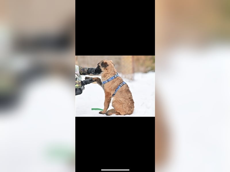 Asima (5m) sucht ein neues Zuhause