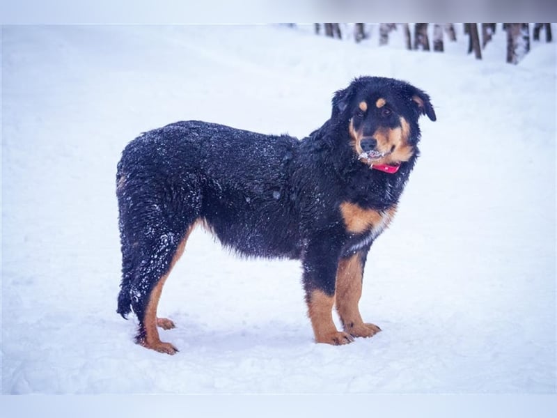 Miranda (7m) sucht ein Zuhause