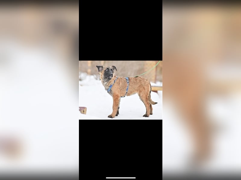 Asima (5m) sucht ein neues Zuhause