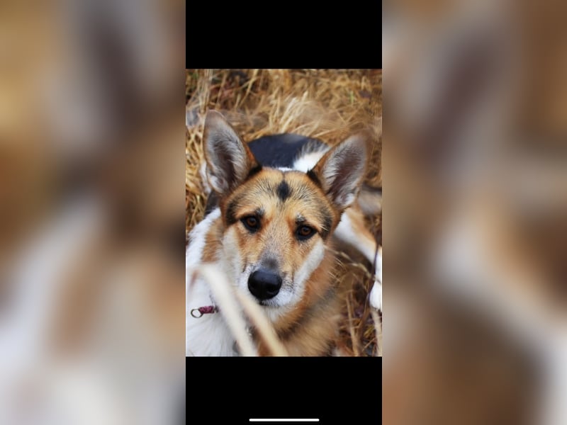 Lou (3j) sucht ein Zuhause