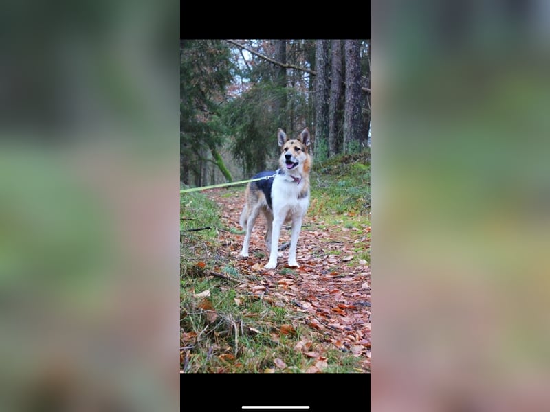 Lou (3j) sucht ein Zuhause
