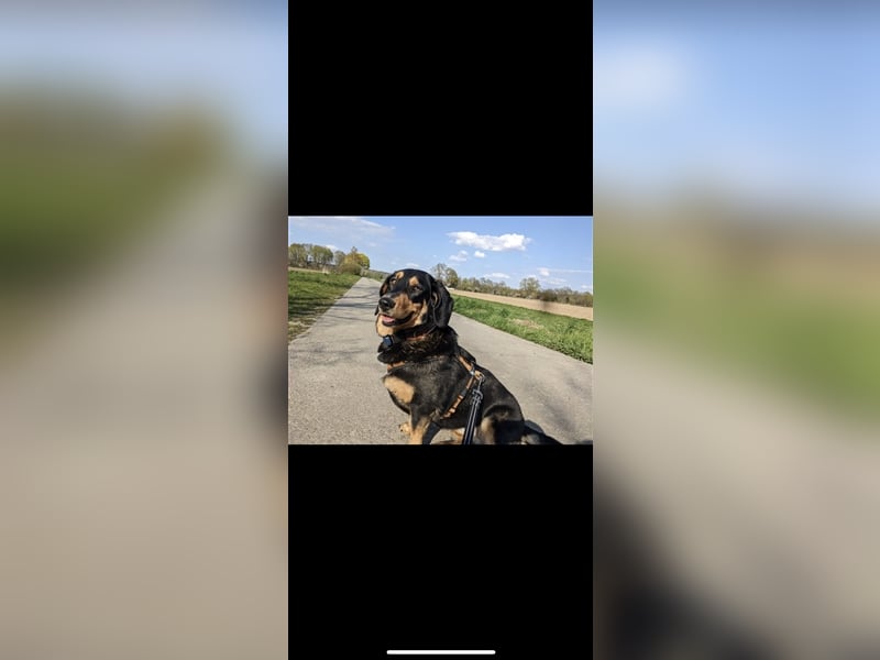 Tilde (4j) sucht ein Zuhause
