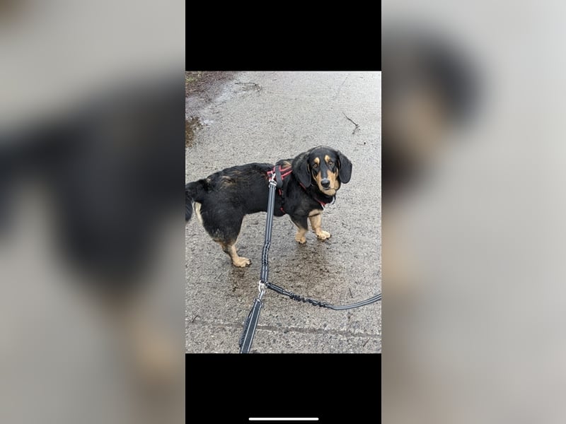 Tilde (4j) sucht ein Zuhause