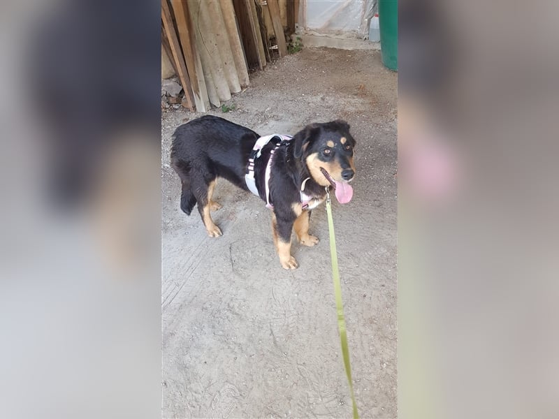 Miranda (7m) sucht ein Zuhause