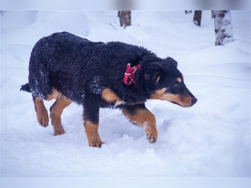 Miranda (7m) sucht ein Zuhause