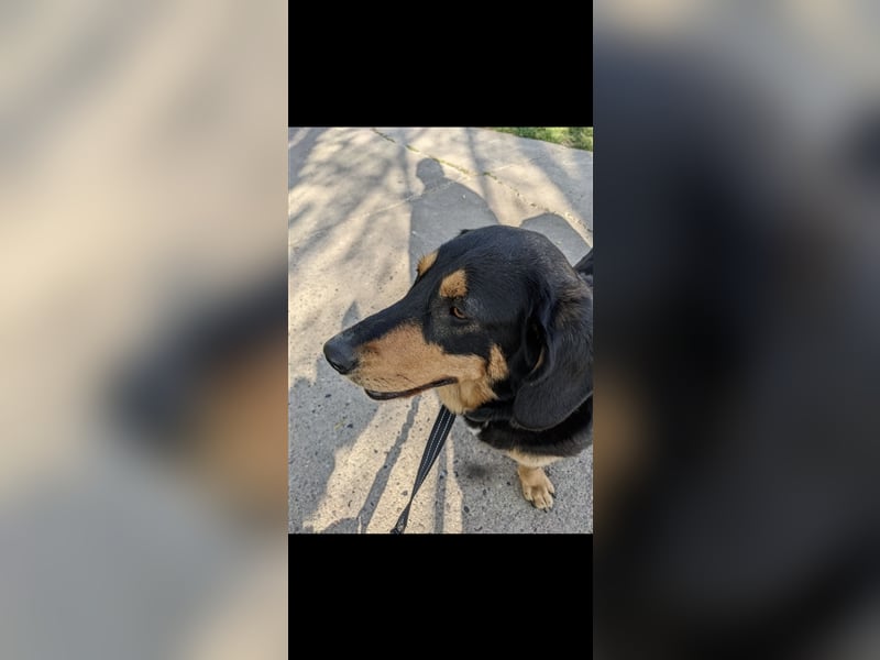 Tilde (4j) sucht ein Zuhause