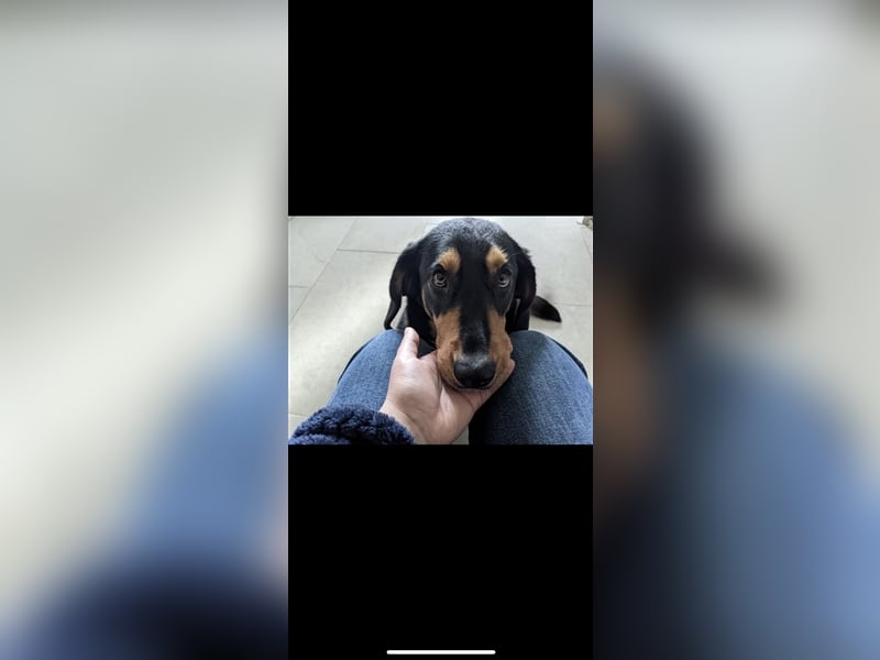 Tilde (4j) sucht ein Zuhause