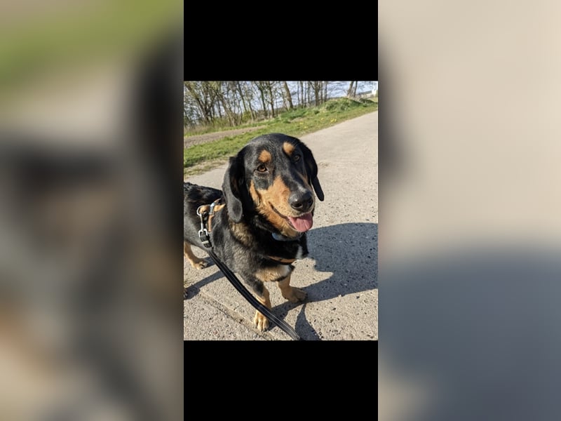 Tilde (4j) sucht ein Zuhause