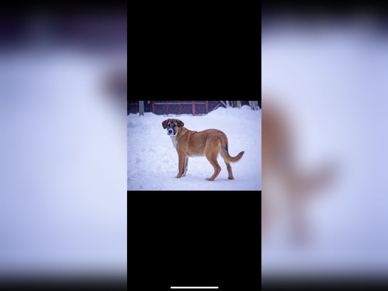 Mira sucht ein Zuhause (6 Monate)