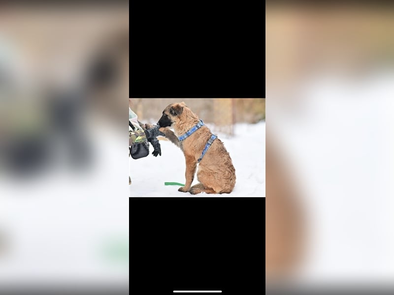 Asima (5m) sucht ein neues Zuhause