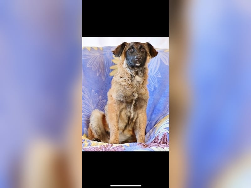 Asima (5m) sucht ein neues Zuhause