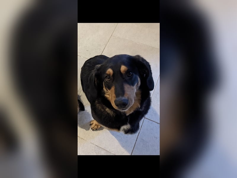 Tilde (4j) sucht ein Zuhause