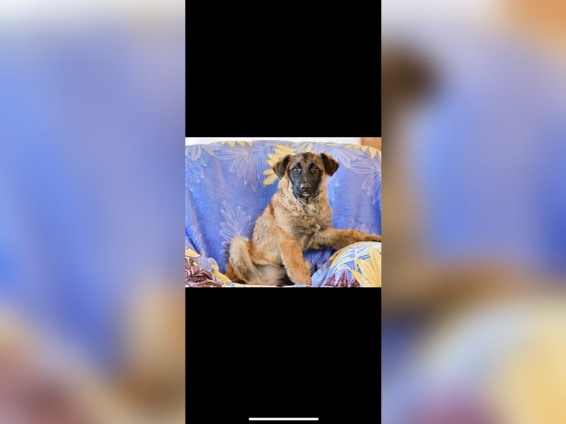 Asima (5m) sucht ein neues Zuhause