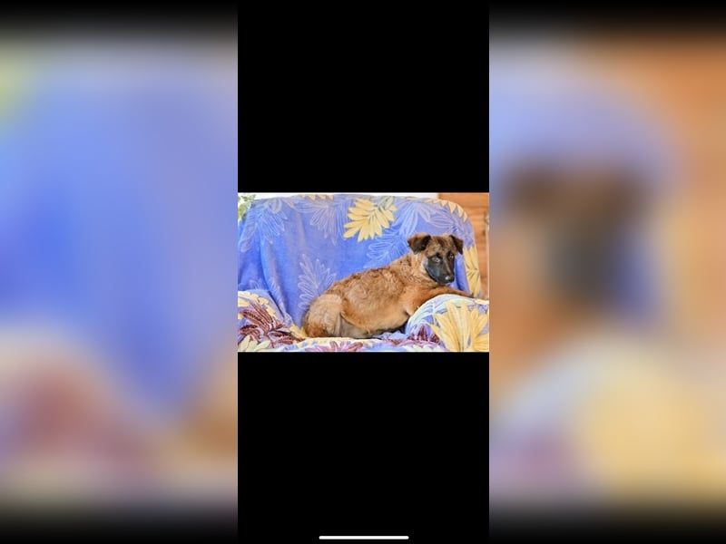 Asima (5m) sucht ein neues Zuhause