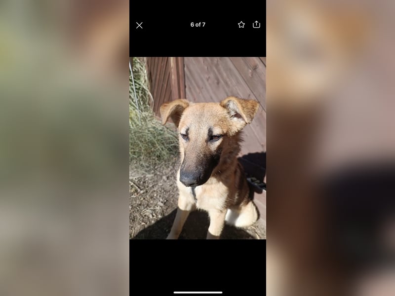 Curly (7,5m) sucht ein Zuhause
