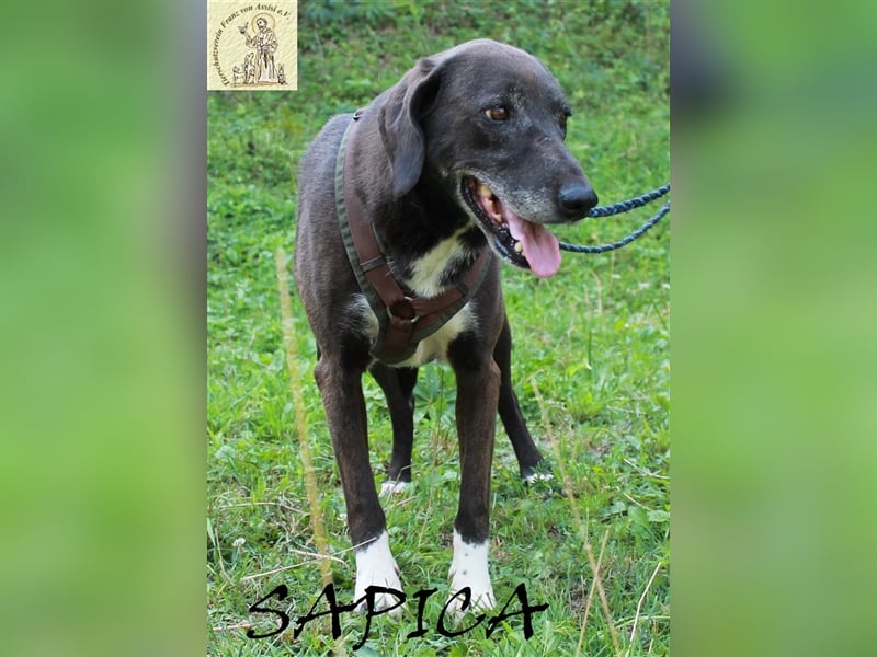 Bewegende Geschichte von Sapica und Macan